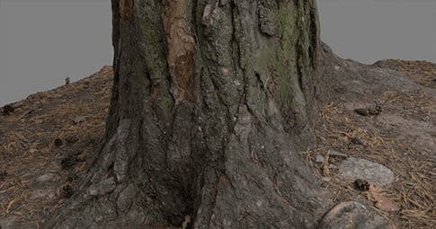 Photogrammetrie-Assets, Bäume, VFX